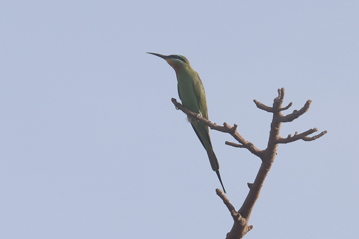 Blue-cheeked Bee-eater